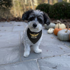 Outpost Pet Bandana Collar